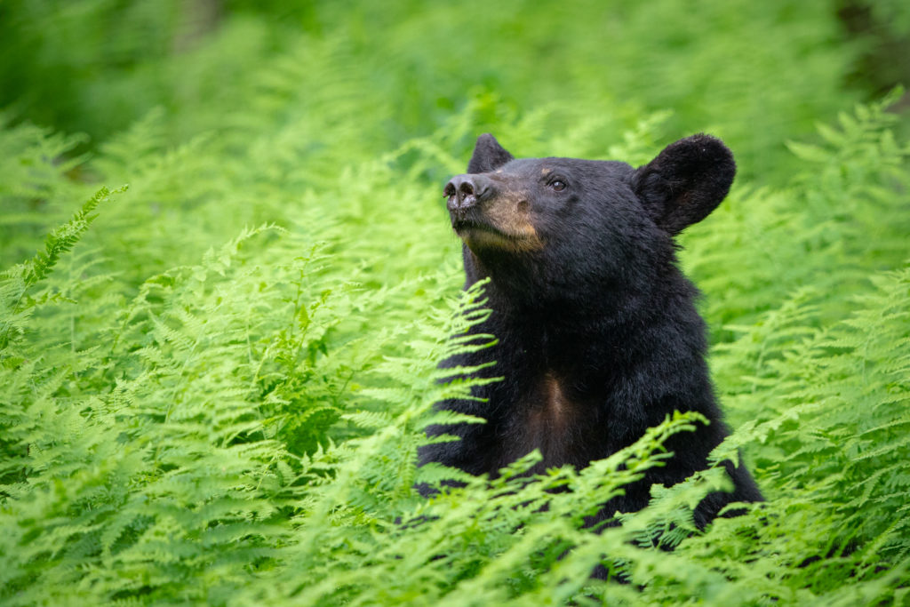 American Black Bear - Shenandoah National Park (U.S. National Park Service)