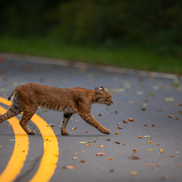 Bobcat photo courtesy of Tyler Reber photography